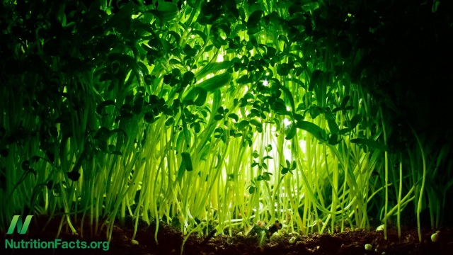 From Soil to Success: Unleashing the Power of Organic Fertilizer