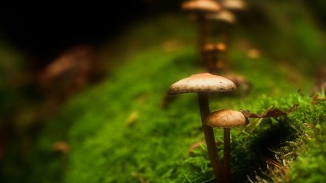 The Fungal Frontier: Uncover the Secrets of Mushroom Growing!