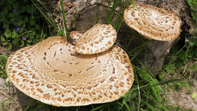 The Fungal Frontier: Unveiling the Secrets of Mushroom Cultivation