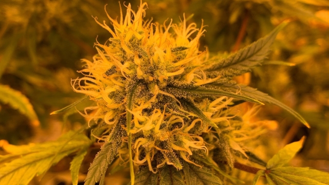 Budding Blooms: Exploring the World of Dispensaries