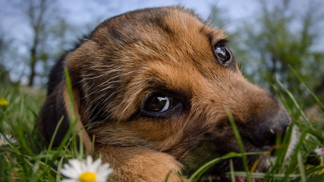 Paws and Play: Unleashing the Joys of Dog Daycare