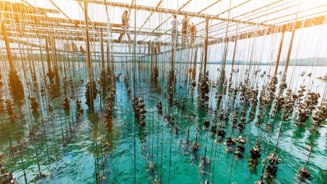 Navigating the Future: Innovations in Aquaculture Technology