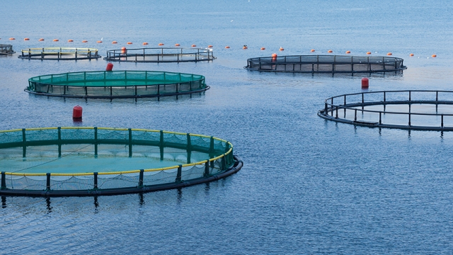 Revolutionizing Our Waters: The Future of Aquaculture Technology