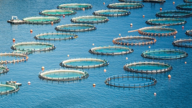 Revolutionizing the Seas: The Future of Aquaculture Technology